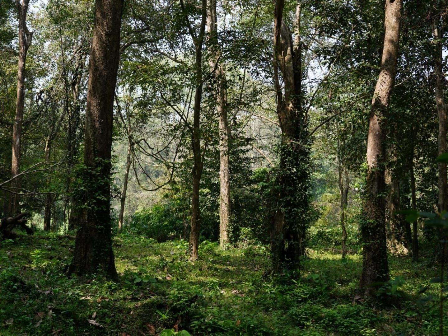 Sanjeevini Life Care Village - A Science Based Non - Invasive Holistic Wellness Destination Kochi Eksteriør billede